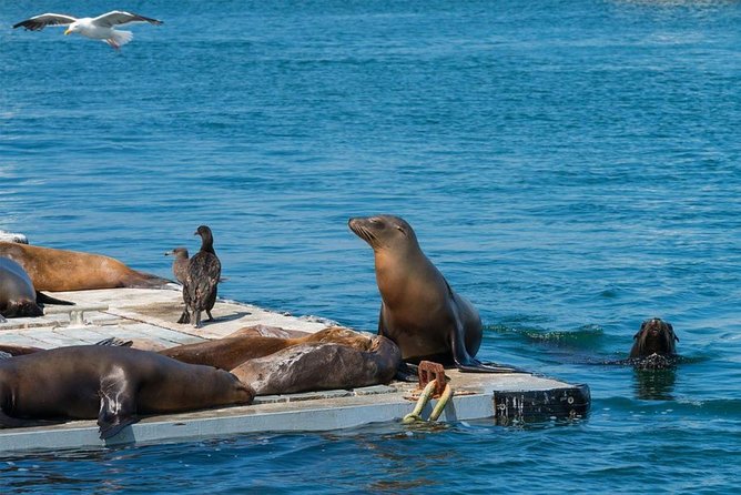San Diego Seal Tour - Mixed Reviews