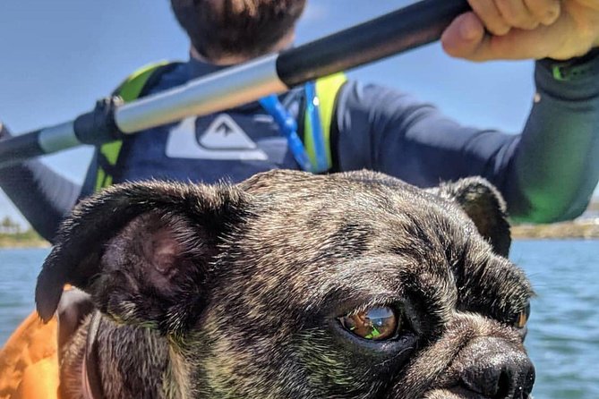 San Diego Stand-Up Paddleboard Rental - What To Expect