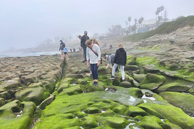 San Diego Tide Pool Tour - Good To Know