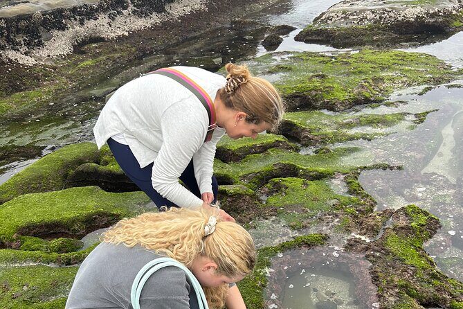 San Diego Tide Pool Tour - The Practicalities of the Tour