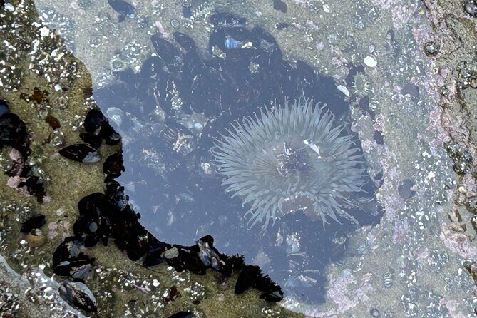 San Diego Tide Pool Tour - The Sum Up