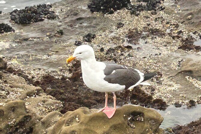 San Diego Tide Pool Tour - Frequently Asked Questions