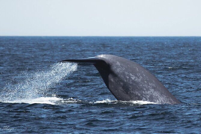 San Diego Whale/Dolphin Watching Cruise Aboard Luxury Vessel - The Value of the Experience