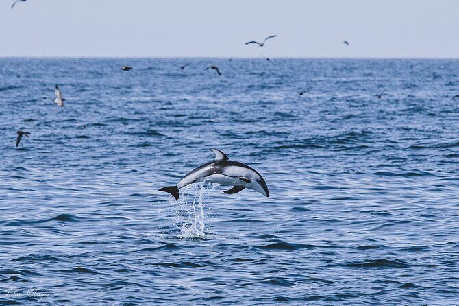 San Diego Whale/Dolphin Watching Cruise Aboard Luxury Vessel - Final Thoughts: Is It Worth It?