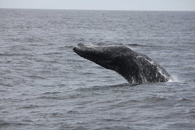 San Diego Whale/Dolphin Watching Cruise Aboard Luxury Vessel - FAQs