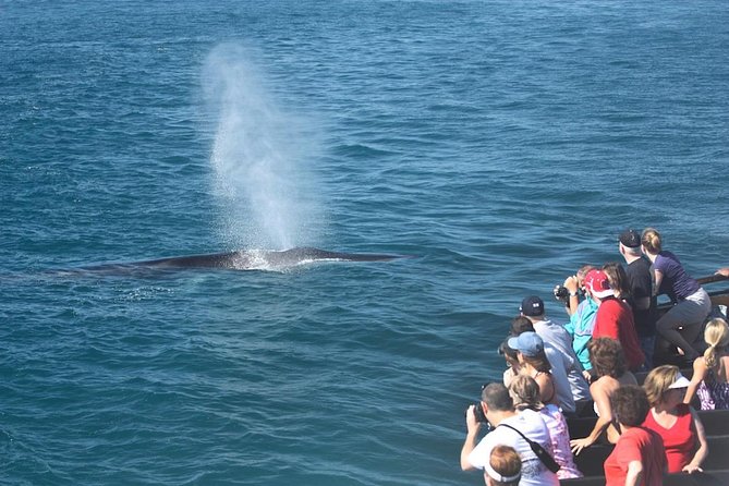 San Diego Whale Watching Cruise - Pricing and Booking Information