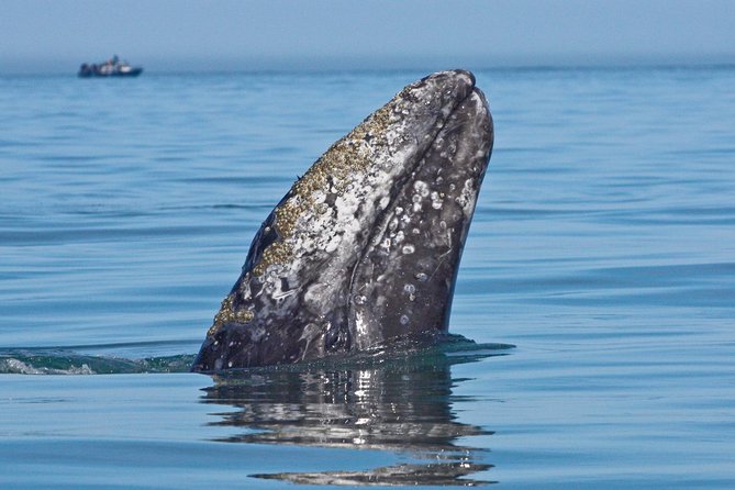San Diego Whale Watching Cruise - Overview of the Cruise