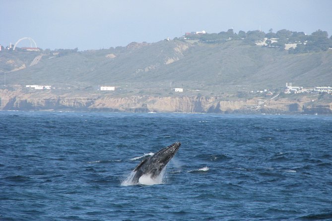San Diego Whale Watching Cruise - Whats Included in the Cruise