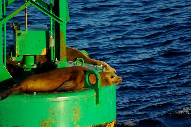 San Diego Whale Watching Cruise - Common Questions