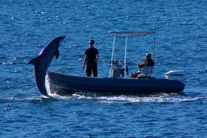 San Diego Whale Watching Cruise - The Sum Up