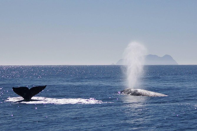 San Diego Whale Watching Cruise - Meeting and Pickup