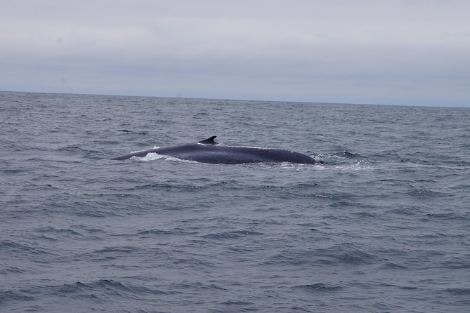 San Diego Whale Watching Cruise - Additional Information