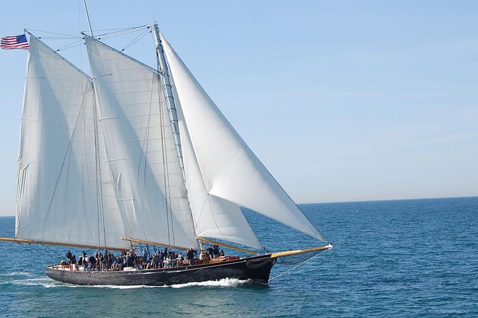 San Diego Whale Watching Cruise - Expert Guide and Marine Wildlife