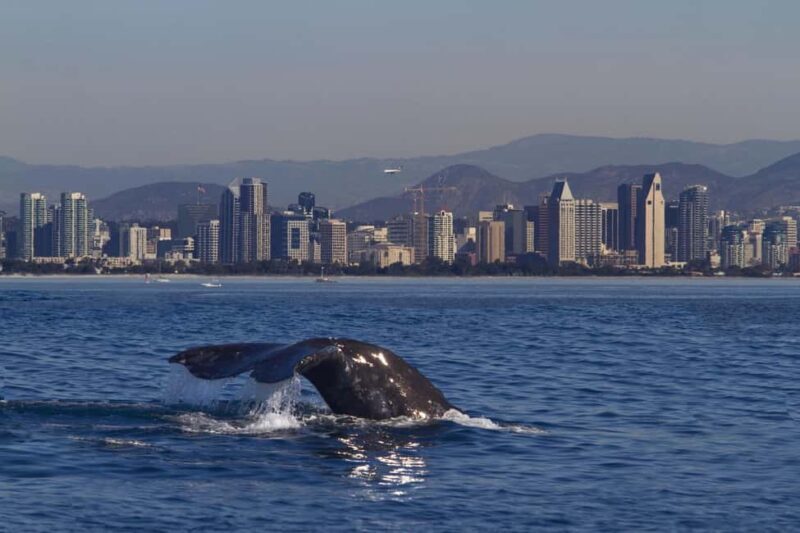 San Diego: Whale Watching Cruise on the Yacht America - The Itinerary and What to Expect