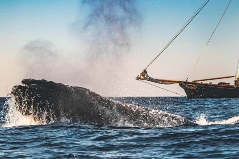 San Diego: Whale Watching Cruise on the Yacht America - Seasonality and Best Times to Visit