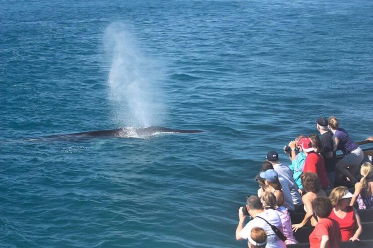 San Diego: Whale Watching Tour - Experience Highlights