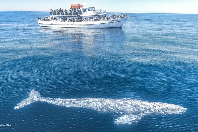 San Diego Whale Watching Tour - Meeting and Pickup Details