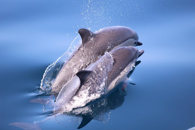 San Diego Whale Watching Tour - Additional Information and Policies