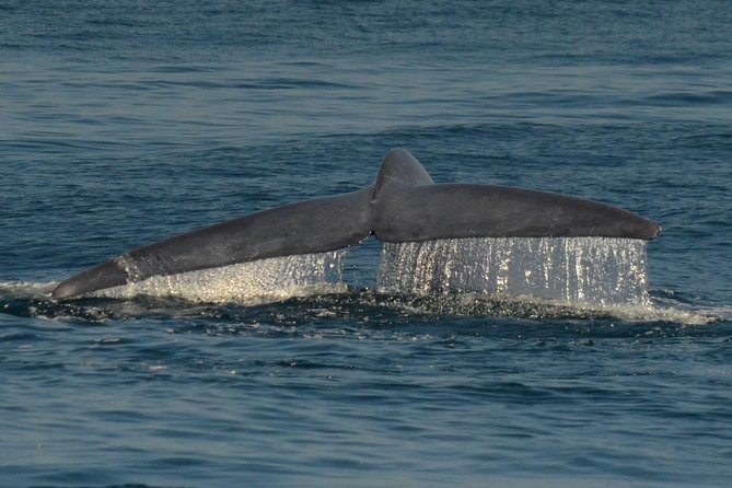 San Diego Whale Watching Tour - Whale Sightings and Overall Experience