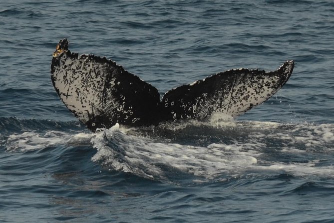 San Diego Whale Watching Tour - The Sum Up and Final Thoughts
