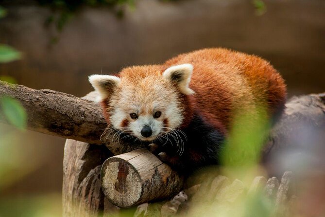 San Diego Zoo 1-Day Pass Any Day Ticket - Traveler Tips for Visiting San Diego Zoo