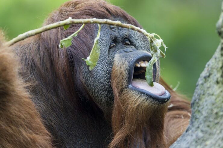 San Diego Zoo and Safari Park: 2-Day Entry Ticket - Ticket Details and Benefits