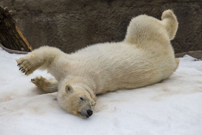 San Diego Zoo and Safari Park: 2-Day Entry Ticket - Customer Reviews and Recommendations