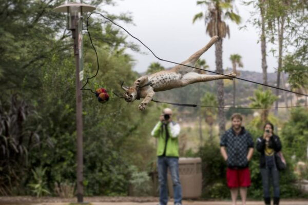 San Diego Zoo and Safari Park: 2-Day Entry Ticket - Common Questions