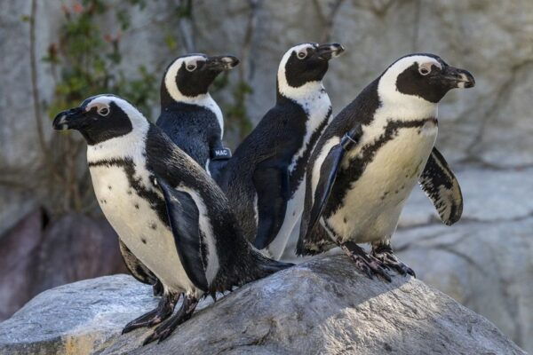 San Diego Zoo and Safari Park: 2-Day Entry Ticket - The Sum Up