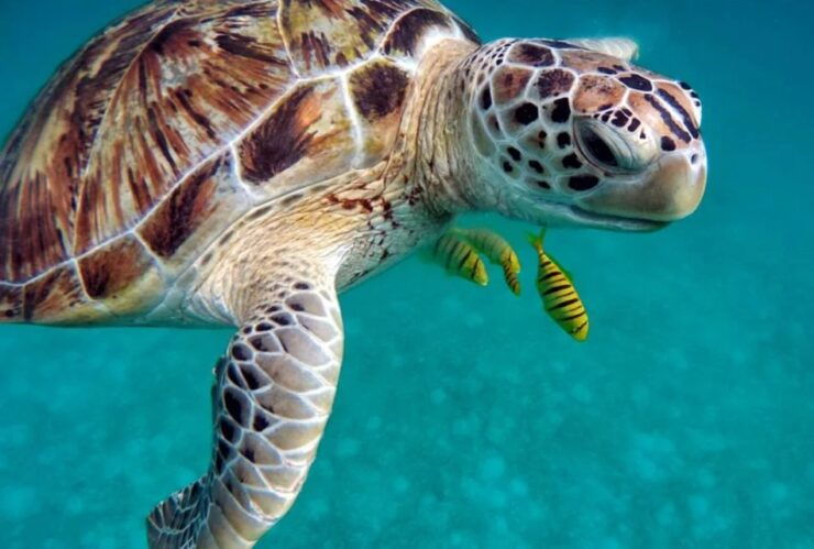 San Domino, Tremiti: Try Scuba, First Diving Experience - Diving Experience