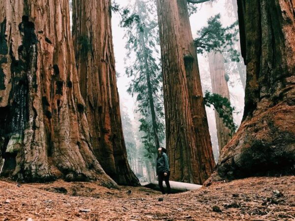 San Francisco: 2-Day National Park Tour With Yosemite Lodge - The Sum Up