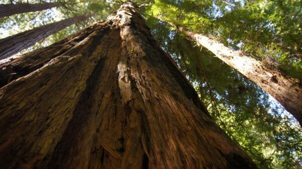 San Francisco: Alcatraz Island & Guided Muir Woods Tour - Important Information