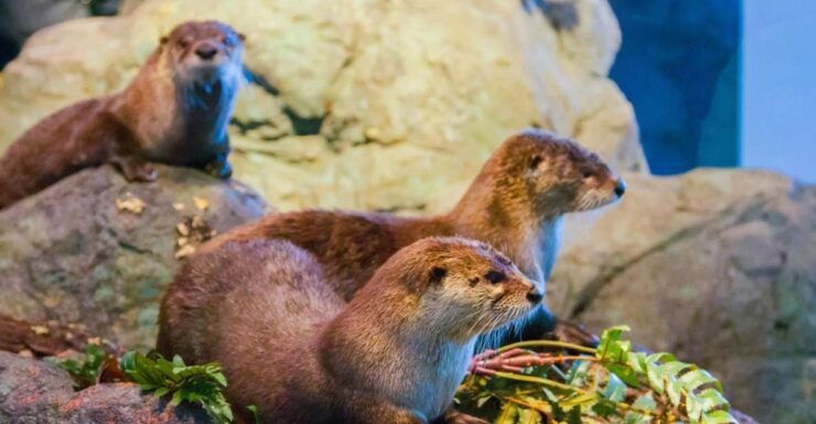 San Francisco: Aquarium of the Bay General Admission Ticket - Experience Highlights