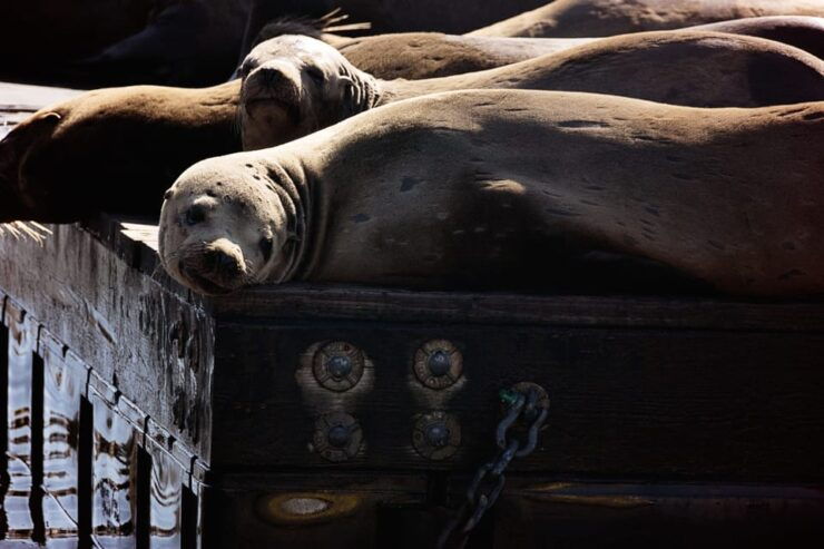 San Francisco Bay: Adventure Boat Tour - Good To Know