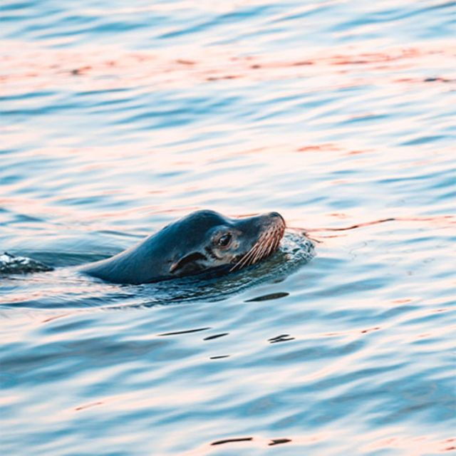 San Francisco Bay: Private Charter Heron & Osprey - Location and Related Activities