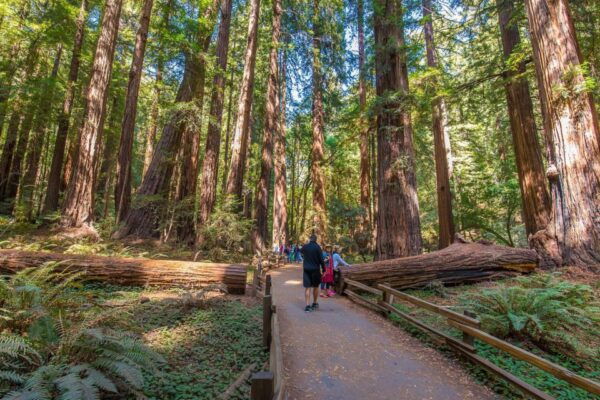 San Francisco: City Sights, Muir Woods, and Alcatraz Tour - The Sum Up