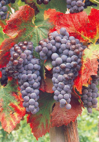 San Francisco City & Wine Tour - Booking and Tour Details