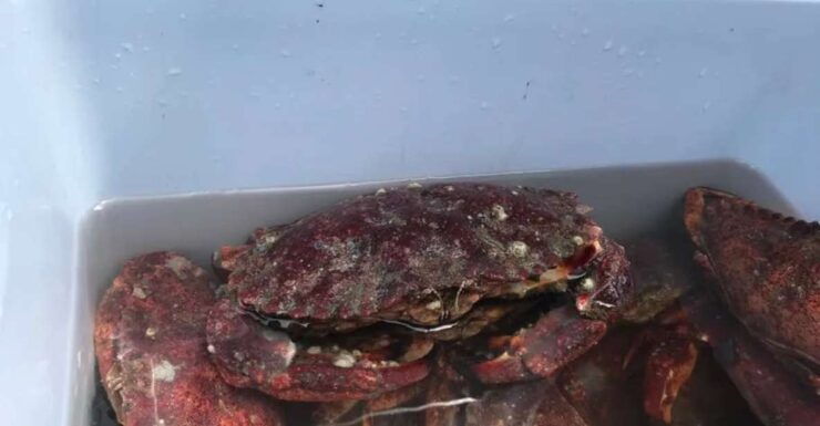 San Francisco: Crab & Cook Under the Golden Gate Bridge - Activity Details