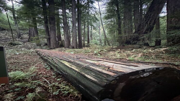 San Francisco: Full-Day City Tour W/ Muir Woods & Sausalito - Activity Details