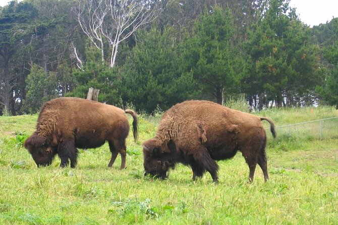 San Francisco Golden Gate Park Tour - Cancellation Policy Details