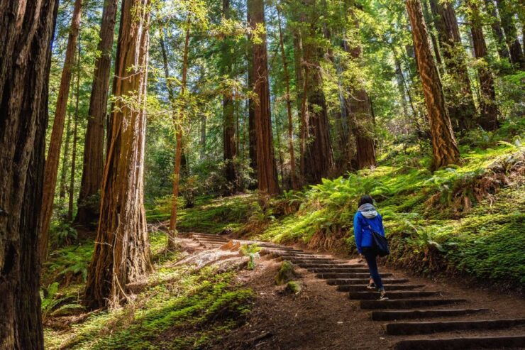 San Francisco Golden Gate Sausalito Muir Woods Private Tour - Itinerary Details