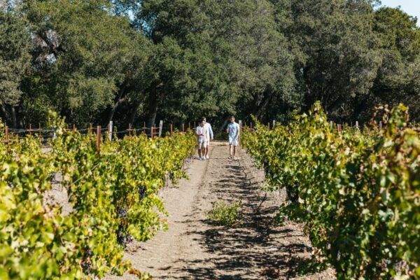 San Francisco: Half-Day Wine Country Excursion With Tastings - All-Inclusive Inclusions and Customer Reviews