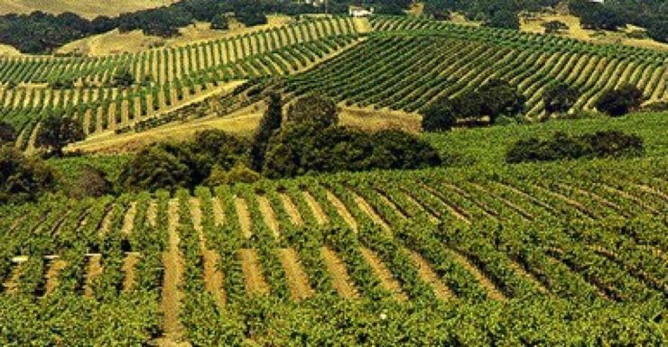 San Francisco: Half-Day Wine Country Tour With Wine Tastings - Activity Details