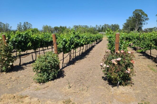 San Francisco: Half-Day Wine Tour With 2 Tastings Included - Customer Feedback