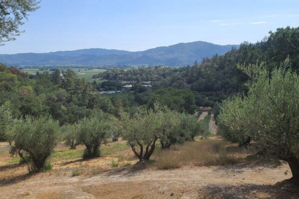 San Francisco: Half-Day Wine Tour With 2 Tastings Included - Group Size and Language