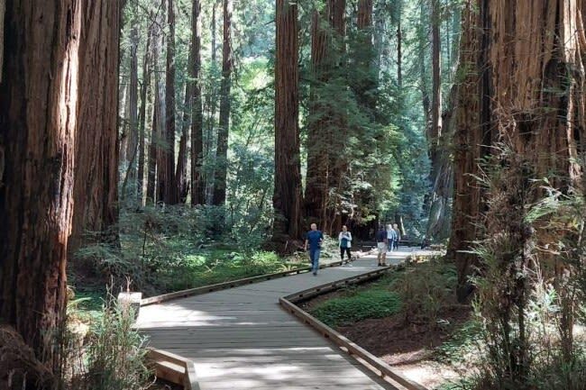 San Francisco Muir Woods & Alcatraz Full-Day Guided Tour - Taking a breather in Sausalito