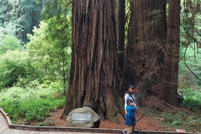 San Francisco Muir Woods & Alcatraz Full-Day Guided Tour - Making sense of the schedule