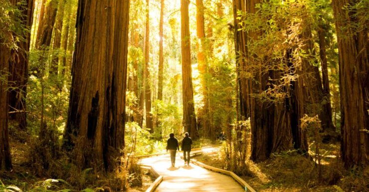 San Francisco: Muir Woods and Sausalito Experience - Booking Information