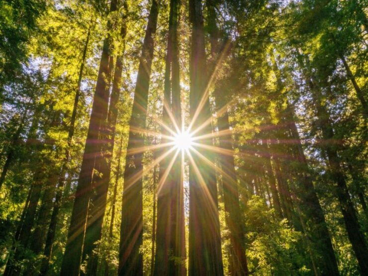 San Francisco: Muir Woods and Sausalito Experience - Experience Highlights