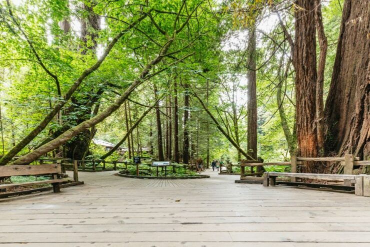 San Francisco: Muir Woods and Sausalito Small-Group Tour - Tour Details